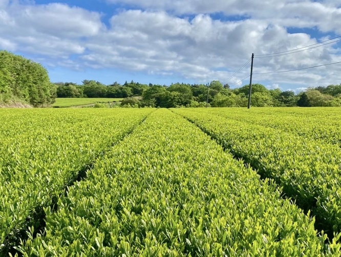 石見神楽WEEK開催！「神紅」や「どんちっち」も堪能できる新緑の島根県