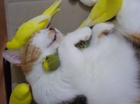 寝ていると鳥たちがあつまる止まり木としての猫