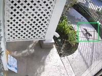 一度通り過ぎてまた戻る！置き配されたAmazonの荷物を盗んでいった犯リスの姿が防犯カメラに（アメリカ）