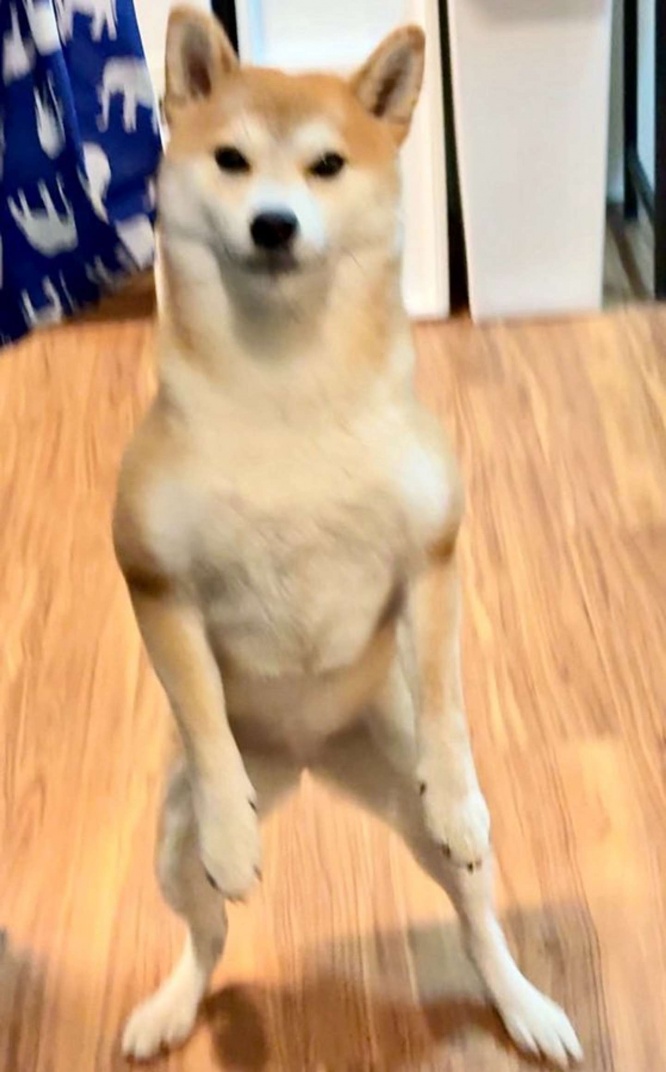 パパお出迎えタイムでした（＠shiba_tukuneさんの投稿より、再掲）