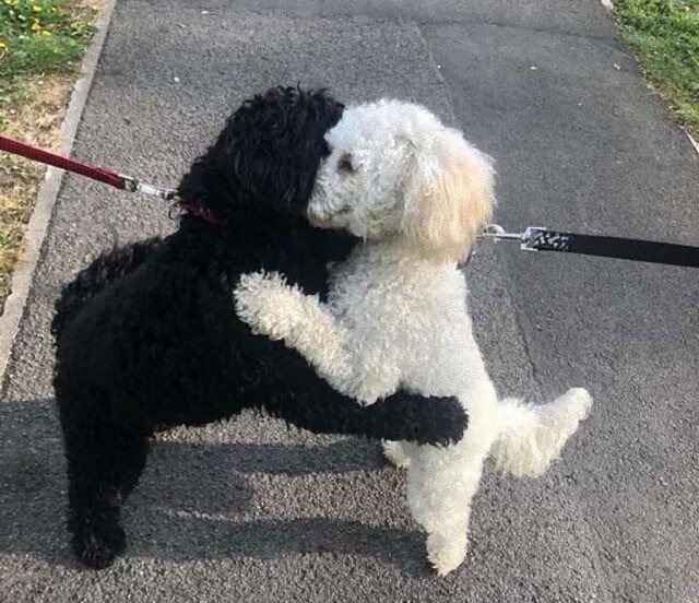 散歩中に偶然出会った犬2匹が突然ギュっと抱き合う不思議。なんと血のつながったきょうだいだった！（イギリス）