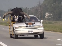 馬乗りならぬ牛乗りとな？角の生えた巨大な牛を乗せた改造車に警察びっくり