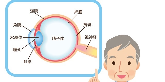 目の中の仕組み