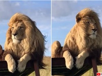 イケメンがすぎる。王者の風格とイケメンオーラを身にまとったライオンの動画
