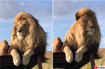 イケメンがすぎる。王者の風格とイケメンオーラを身にまとったライオンの動画