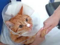 「ガオーッ！」子猫はそのとき猛獣と化した？体調を崩した猫をお医者さんに連れて行った結果