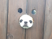 犬用フォトスポットに小顔わんこが入ったら...　まさかの光景に11万人もん絶「むしろ最高」