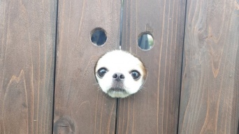 犬用フォトスポットに小顔わんこが入ったら...　まさかの光景に11万人もん絶「むしろ最高」