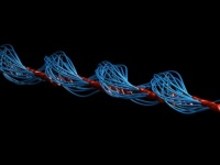 340年の常識がくつがえる。精子はコークスクリューのように回転しながら泳ぐことが判明（イギリス・メキシコ共同研究）