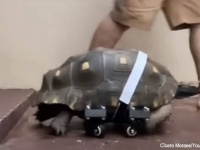 重症で歩けなくなった亀が3Dプリンターで作った義足のおかげで動きまわれるように