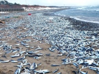 「なんだか海岸が魚くさいな」→近づくと...　青森の海岸が「イワシまみれ」になってるらしい