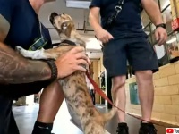 消防隊員は2度犬を救う。炎天下の車内に閉じ込められた犬を救い、署のマスコット犬として迎え入れる
