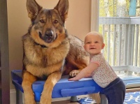仕事では優秀な警察犬、非番の時にはハンドラーの幼い娘を愛し、妹のようにお世話する
