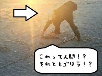 二度見案件。浜辺をゴリラが歩いてるだと？だがよーく見ると...アニマル錯視のある風景