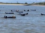リラックスした姿がたまらん…！　海を漂うラッコの群れに遭遇！