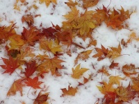 雪の上の紅葉。写真はイメージです（Takuya Yoshimuraさん撮影、Flickrより）