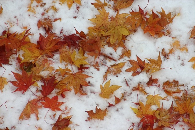 雪の上の紅葉。写真はイメージです（Takuya Yoshimuraさん撮影、Flickrより）