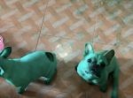 ピッコロ犬…！？笑　間違って着色料を被っちゃった緑色のワンちゃんたち。
