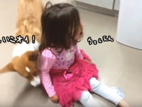 悲しいの？大丈夫？少女の泣き声に咄嗟に反応、なんとかなぐさめようとするコーギー犬