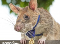人間のためにありがとう！カンボジアで地雷撤去に貢献した英雄ネズミが永眠