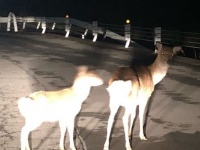 日原街道に出てきたシカ（奥多摩町日原保勝会公式インスタグラムより）