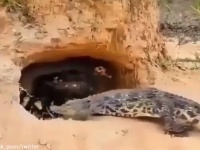 ワニが鳥の巣に侵入！と思ったら我が子として育てられていた？（追記あり）