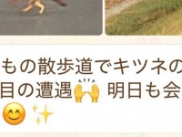 父「キツネの親子に遭遇！」→送られてきた写真を見ると...　〝ありえない生き物〟激写されてて11万人戦慄