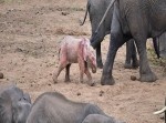 南アフリカで、なんと“ピンク色のゾウ”が発見される！？