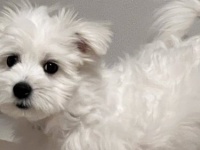 「最新のアイボってふわふわなんだね」　〝充電式の犬〟に9千人ほっこり