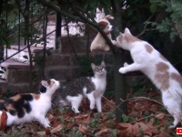 犬の子1匹通さない。あの猫の野外警備隊たちに犬のぬいぐるみ（鳴き声装置付き）を仕掛けたらどうなるのか？