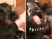 豹☆変！ドライヤーの風をあてると何かが憑依したかのように犬格が激変する犬