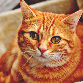 動物占いの診断方法