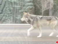 「あれ、狼じゃない？」ドライブ中にすれ違った野生の狼、車の横を淡々通り過ぎる