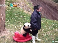 子パンダころりんすっとんとん。モフモフ可愛い子パンダのコロコロ映像総集編