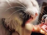 猫なんだから今さら言っても仕方ない！愛猫たちのあんな所業やこんな姿態、あられもない姿を集めてみた