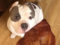 ごちそうをもらった犬。大興奮して奇妙なダンスを踊る