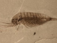 ワクワク古代生物。カンブリア紀の化石層から新種の生物が発見される