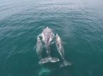 【超貴重映像】クジラの親子が仲良く泳ぐ姿をドローンで撮影！