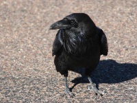 カラスを仲間にすればいい？（anyjazz65さん撮影、flickrより）