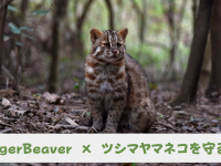 Eager Beaverのプレスリリース画像