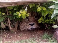 ライオンが出たぞ～！民家に出没したと通報をうけた動物管理官、そこで見たものとは！？