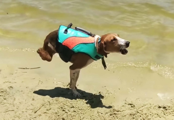 dogs-powerful