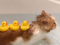 猫が背中にアヒルを乗せてみんなの幸せを！？お風呂ねこダック
