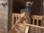 衰弱し保護された馬を励ますかの様にそばにいてあげる犬。種を越えた深い絆にほっこり