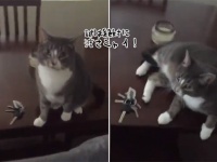 外出しようとすると毎回、鉄壁の防御で家の鍵を守ろうとする猫