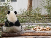 【心理テスト】動物園でどんなパンダが見たい？　「おすすめのリラックス法」