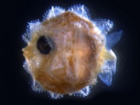 あらやだかわいい！巨大マンボウの稚魚は丸くて小さくて指先よりも小さかった