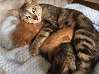 民家の裏庭で発見された野良猫の親子。母猫は逃げてしまい4匹の子猫を保護したが、後に奇跡の再会（アメリカ）