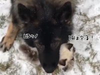 引退した警察犬は新たなる使命を見つけた。それは猫を守りぬくこと。