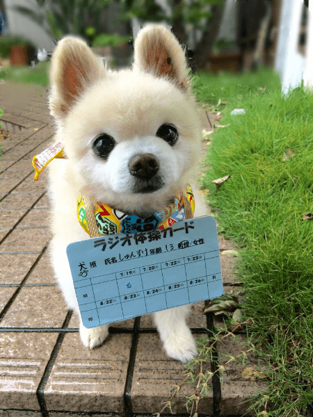 オヒトリサマの空き時間には心をほっこりさせましょう！　twitterで有名な癒し動物アカウント#4